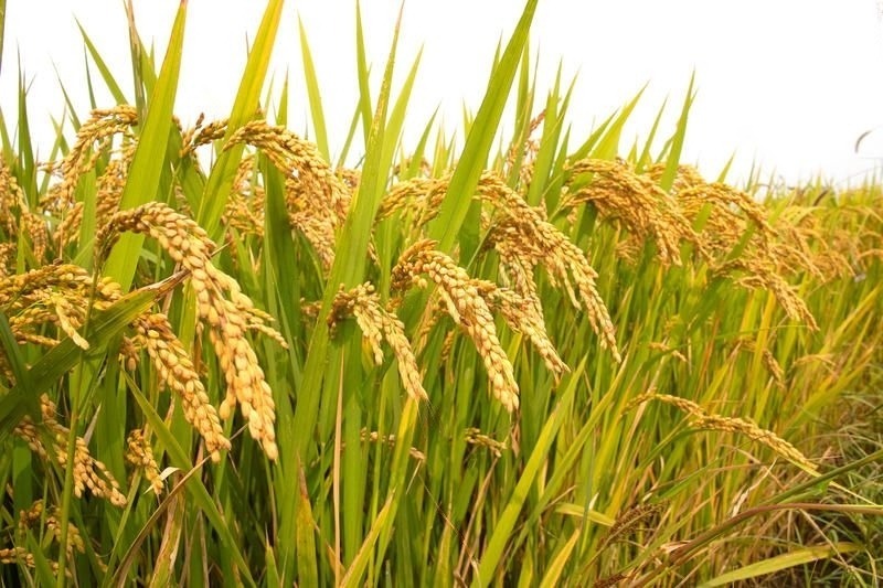 Organic Rice India